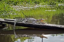 Krokodil im Nam Cat Tien Nationalpark
