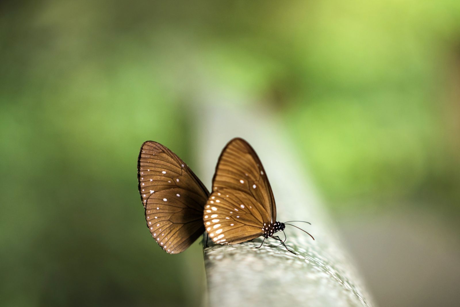 Schmetterling im Nam Cat Tien Nationalpark