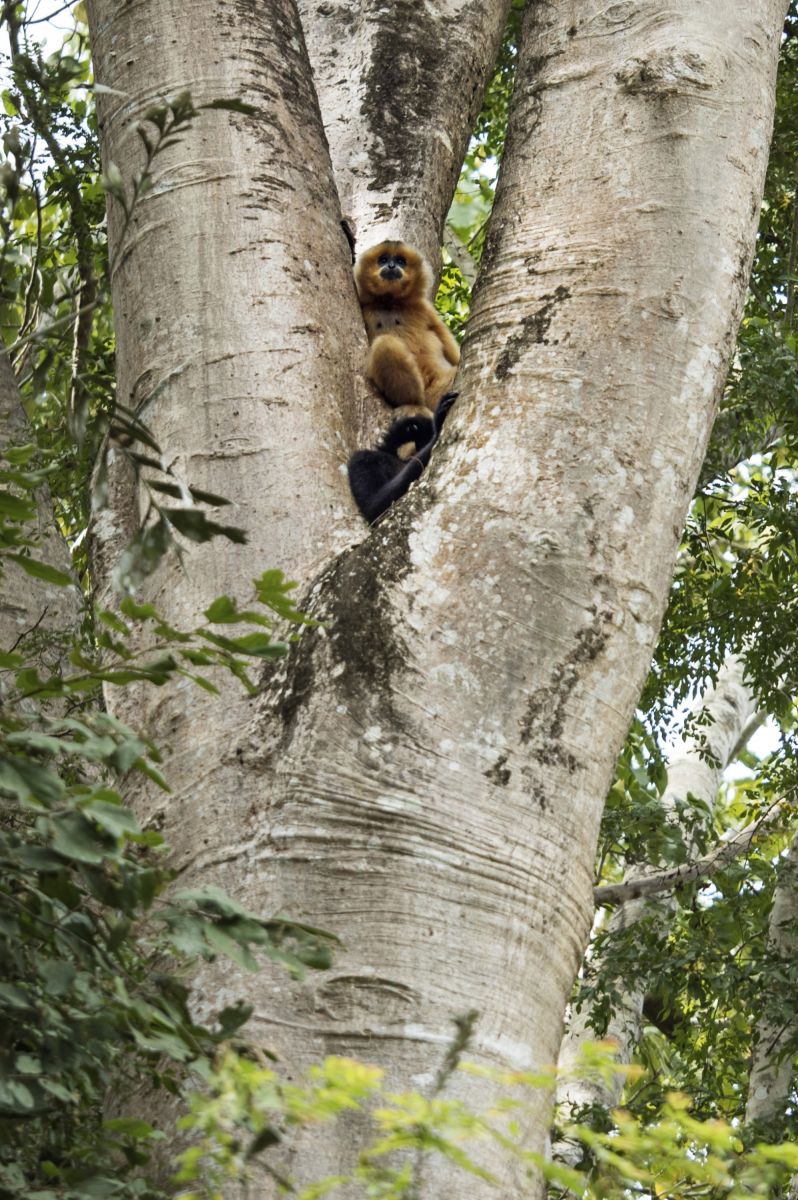 Affe im Nam Cat Tien Nationalpark