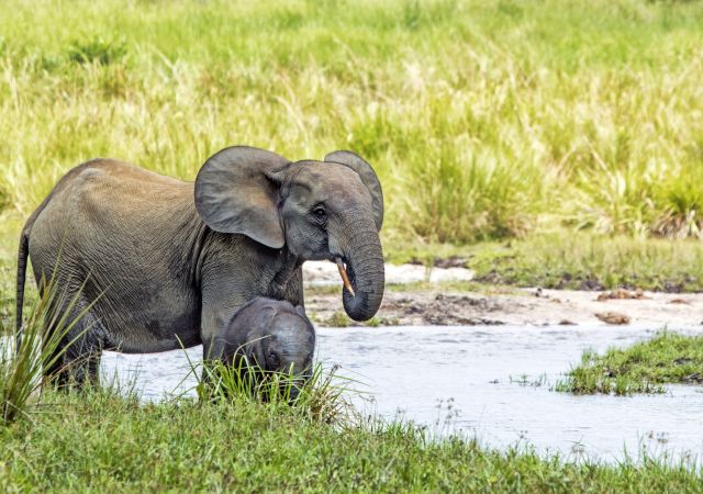 Elefant mit Jungtier in Kongo