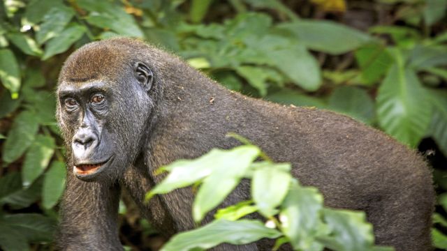 Gorilla im Odzala-Kokoua-Nationalpark