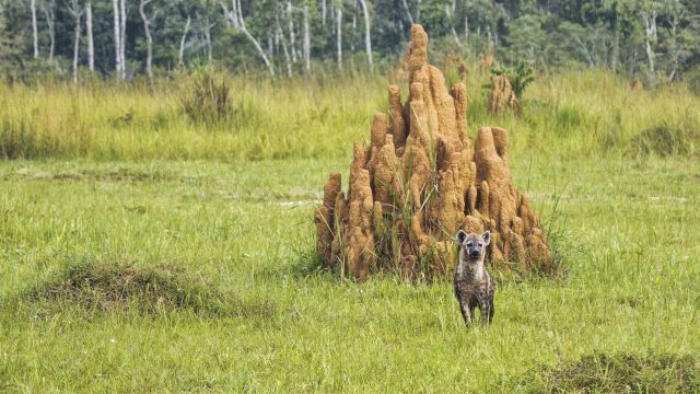 Hyäne im kongolesischen Regenwald