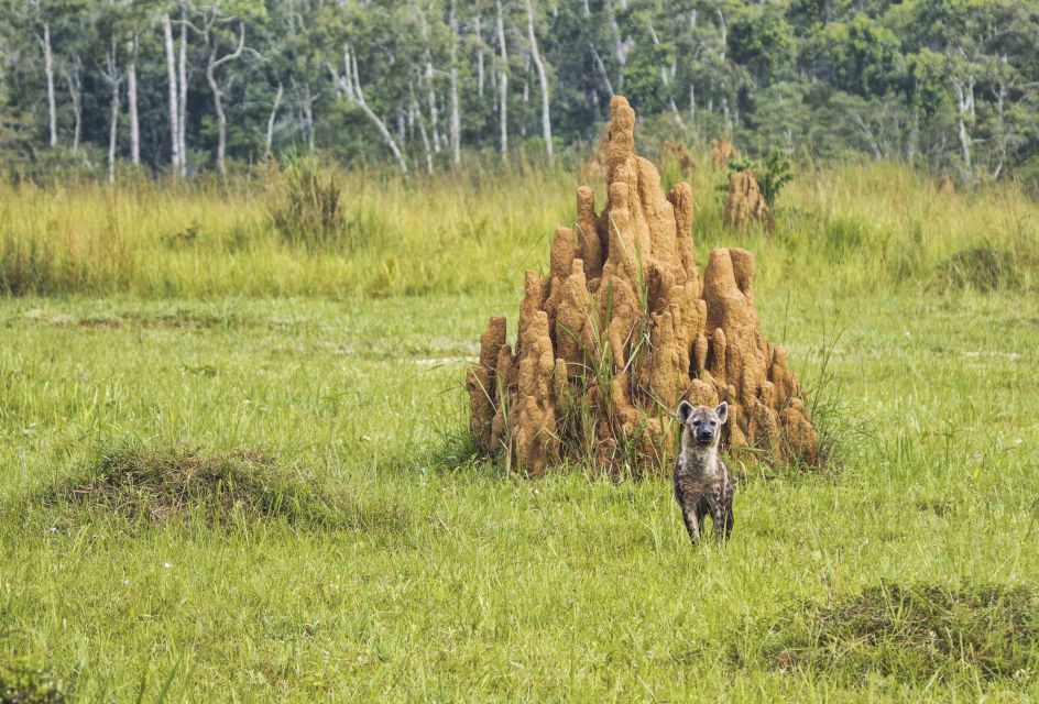 Hyäne im kongolesischen Regenwald