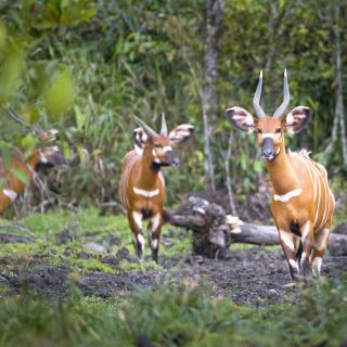 Bongo-Antilopen im Regenwald im Kongo
