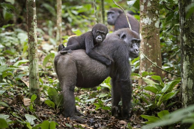 Gorilla mit Jungtier im Odzala-Kokoua-Nationalpark