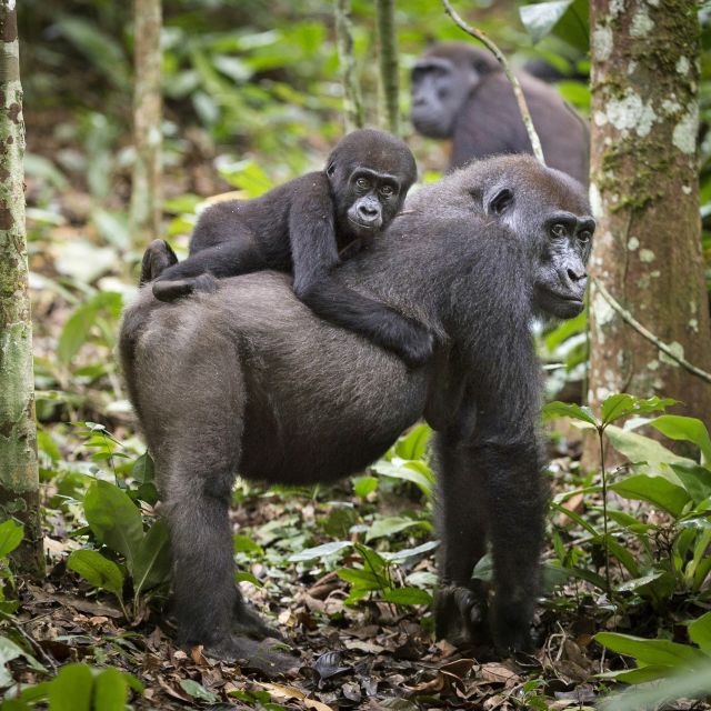 Gorilla mit Jungtier im Odzala-Kokoua-Nationalpark
