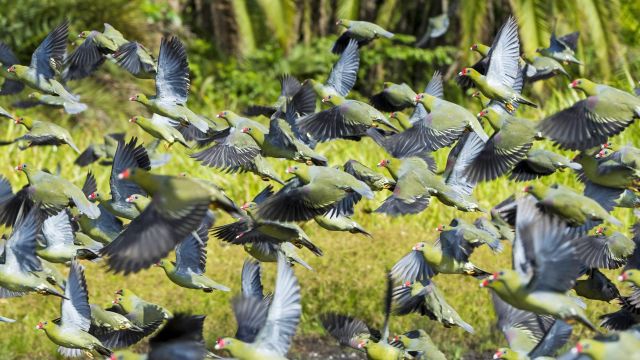 Vogelschwarm im kongolesischen Regenwald