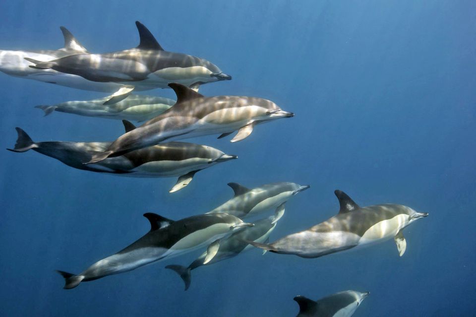 Schwimmen mit Delfinen – ein einmaliges Erlebnis