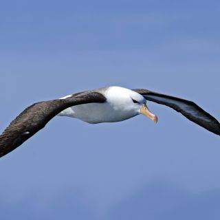 Viele Seevögel – wie der Schwarzbrauenalbatross – folgen dem Schiff durch die Drake Passage