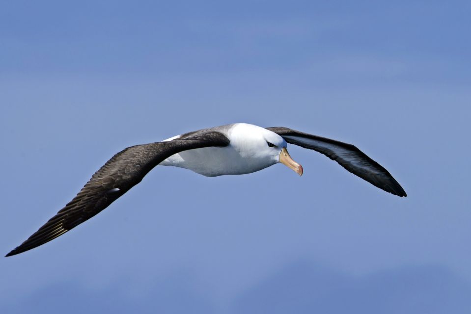 Viele Seevögel – wie der Schwarzbrauenalbatross – folgen dem Schiff durch die Drake Passage
