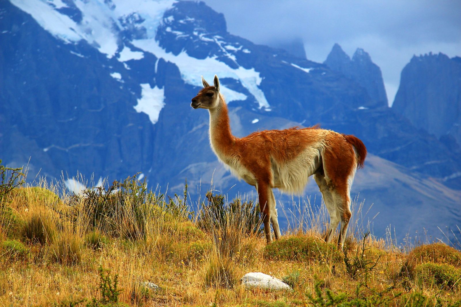 Guanako im Nationalpark Torres del Paine