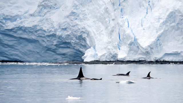 Orcasichtung an der Antarktischen Halbinsel