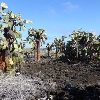 Riesige Opuntien auf kargem Boden vulkanischen Ursprungs