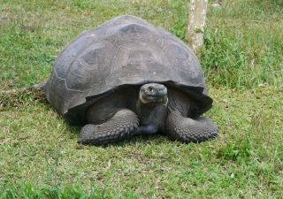 beeindruckende Riesenschildkröte auf Galapagos