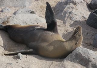 Ausgiebiges Sandbad einer Galapagos Seelöwe