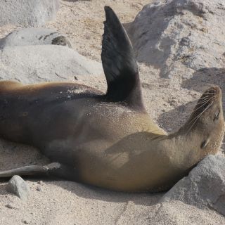 Ausgiebiges Sandbad einer Galapagos Seelöwe