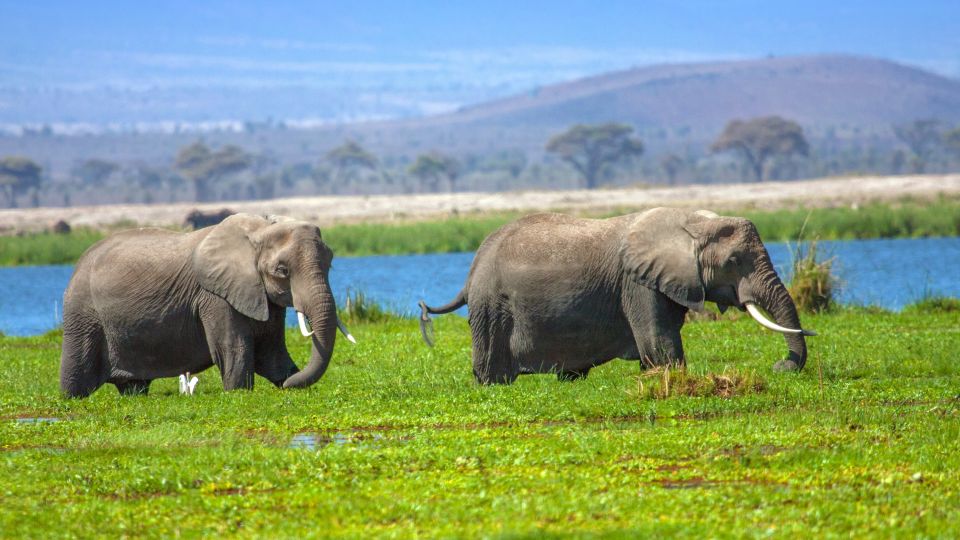 Elefanten im Amboseli