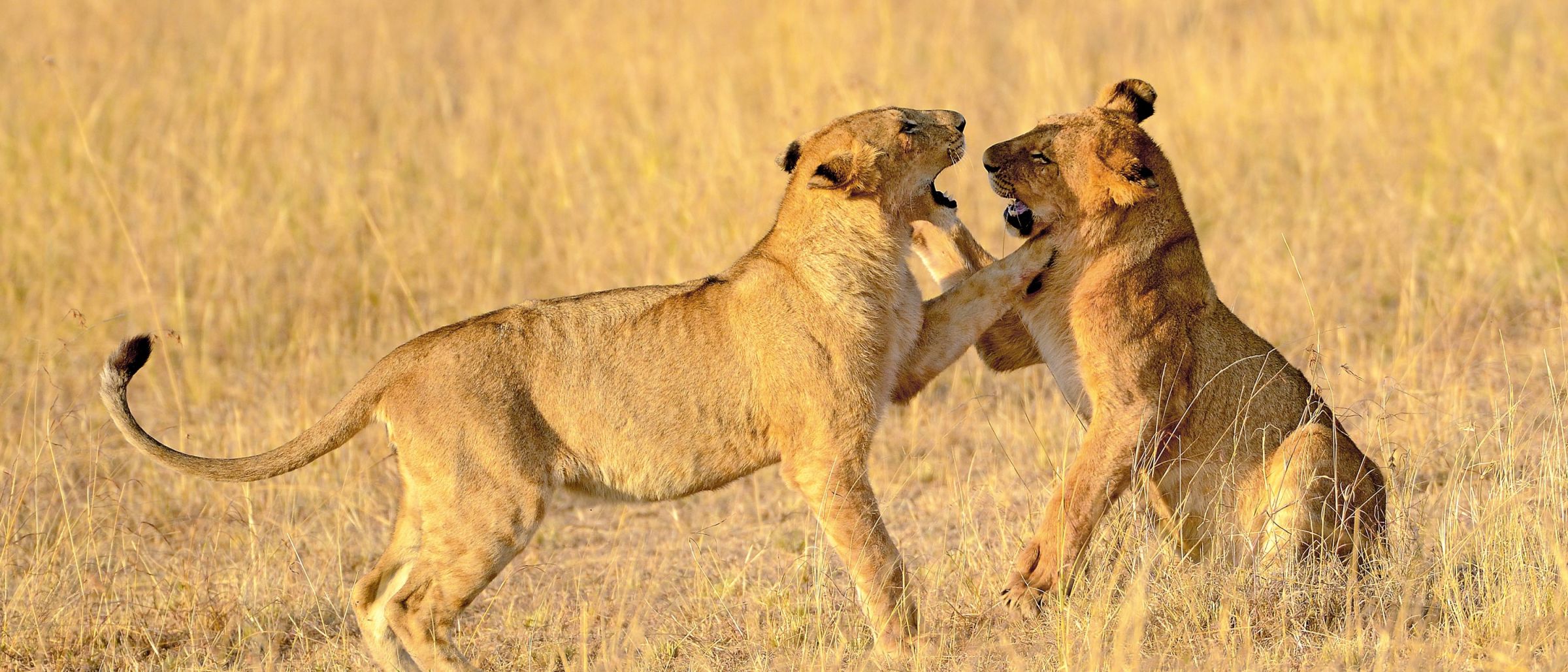 Spielende Löwen in der Masai Mara