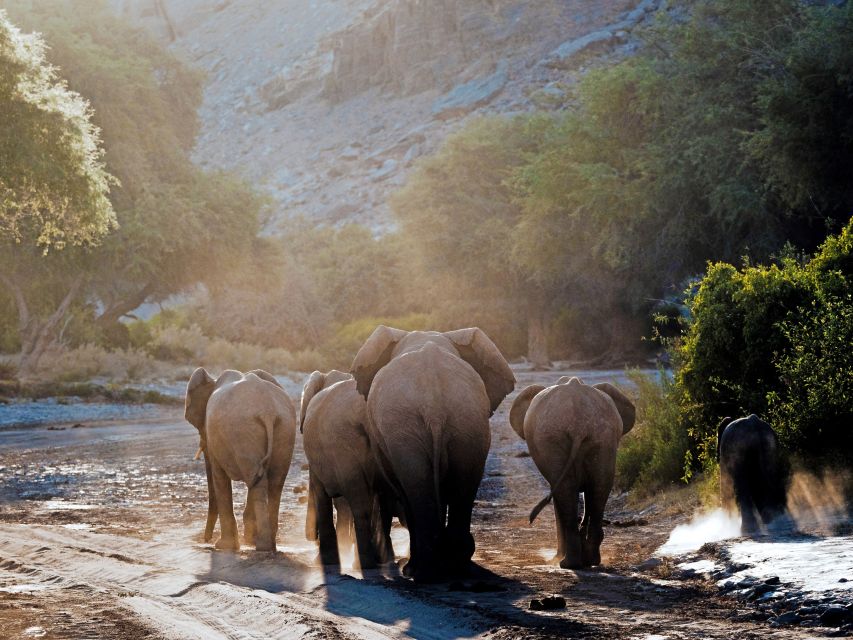 Wüstenelefanten im Norden Namibias
