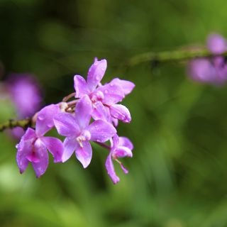 Blütenzauber der Orchideen