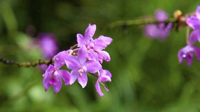 Blütenzauber der Orchideen