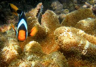 Faszinierende Unterrwasserwelt