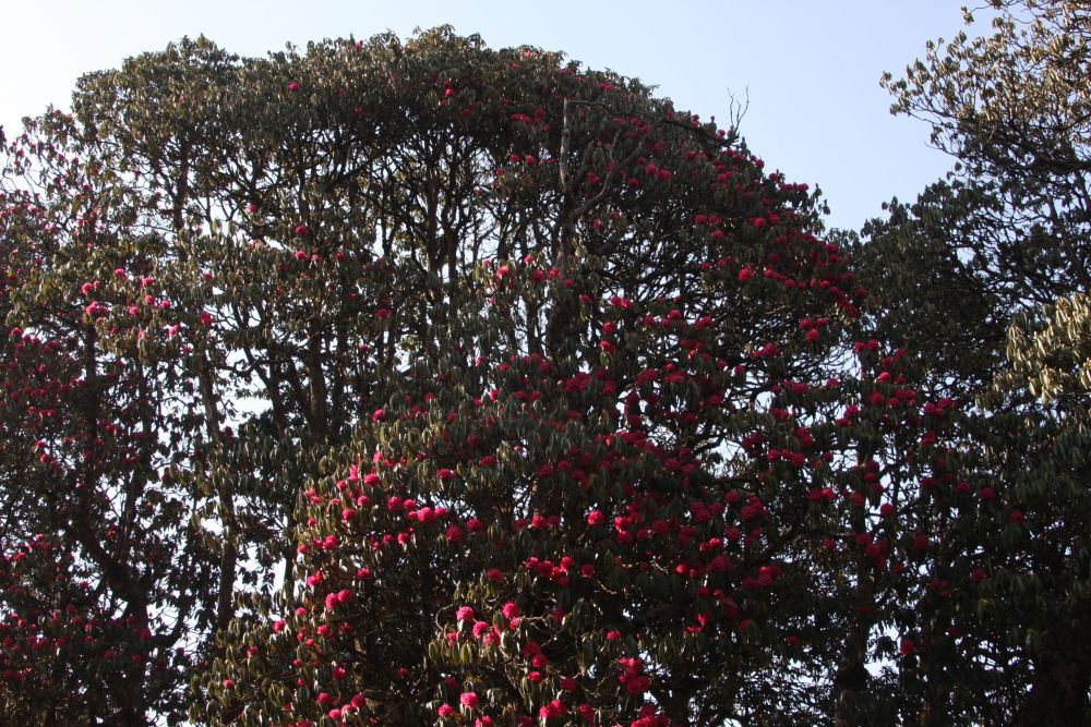 Nepal Rhododendronblüte