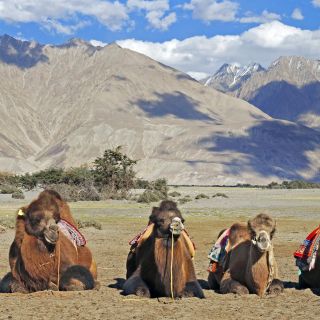 Ladakh Nubra Valley Kamele in den Sanddünen von Diskit