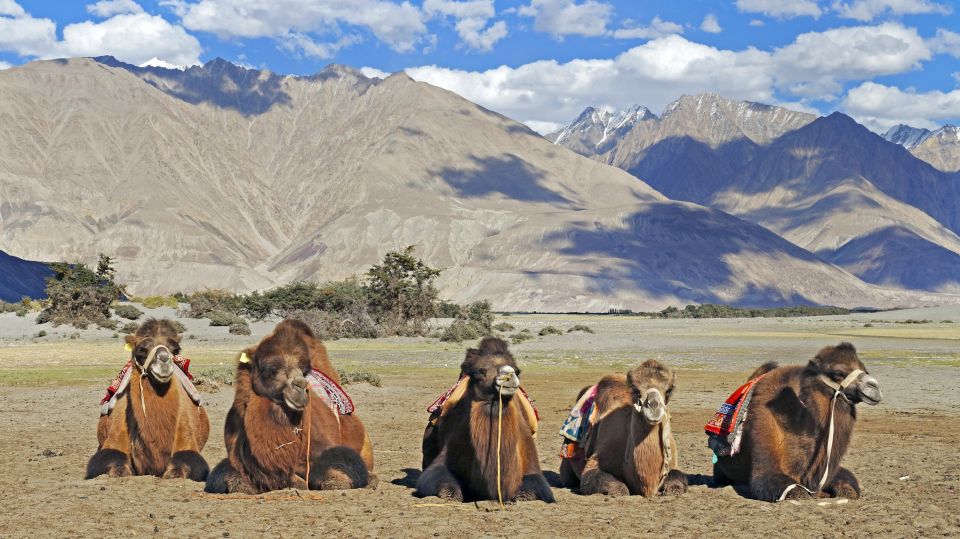 Ladakh Nubra Valley Kamele in den Sanddünen von Diskit