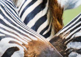 Zebras in Nahaufnahme