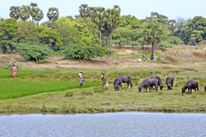 Landschaftsbild bei Pondicherry im Bundesstaat Tamil Nadu