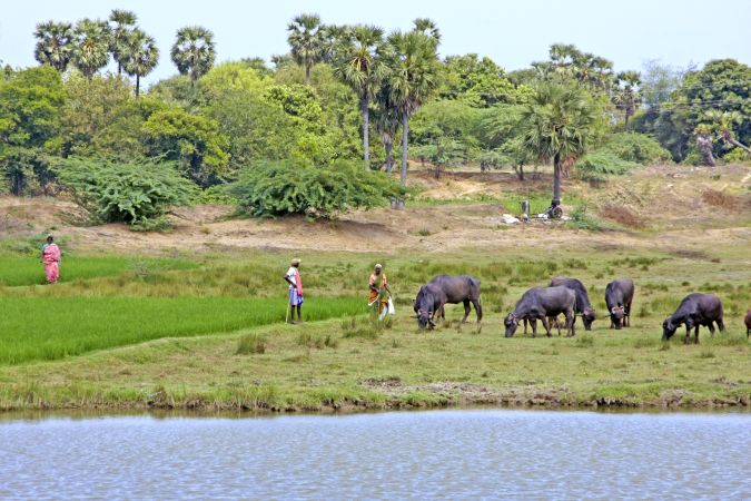 Viehhirten bei Pondicherry © Diamir