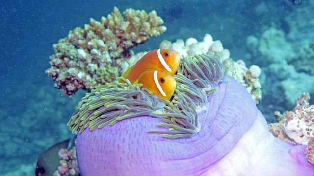 Clownfische in einer Anemone