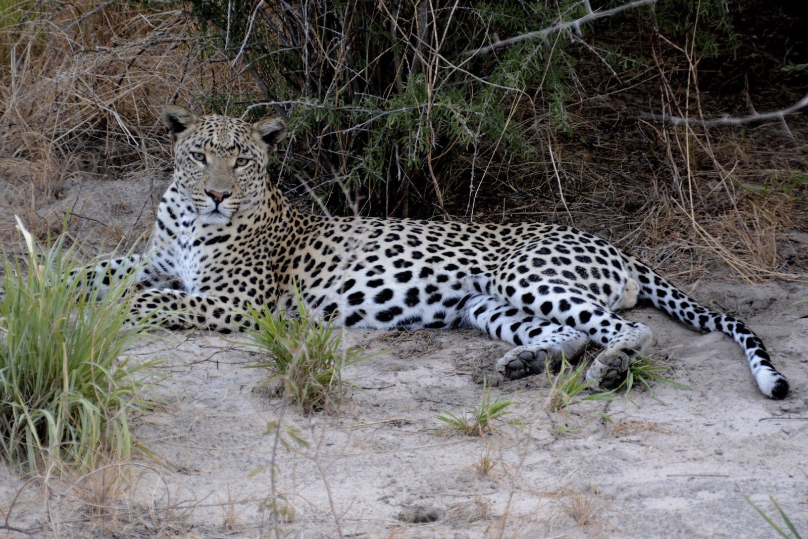 Mit erfahrenen Guides einen Leoparden aufgespürt