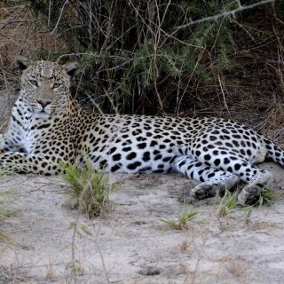 Mit erfahrenen Guides einen Leoparden aufgespürt