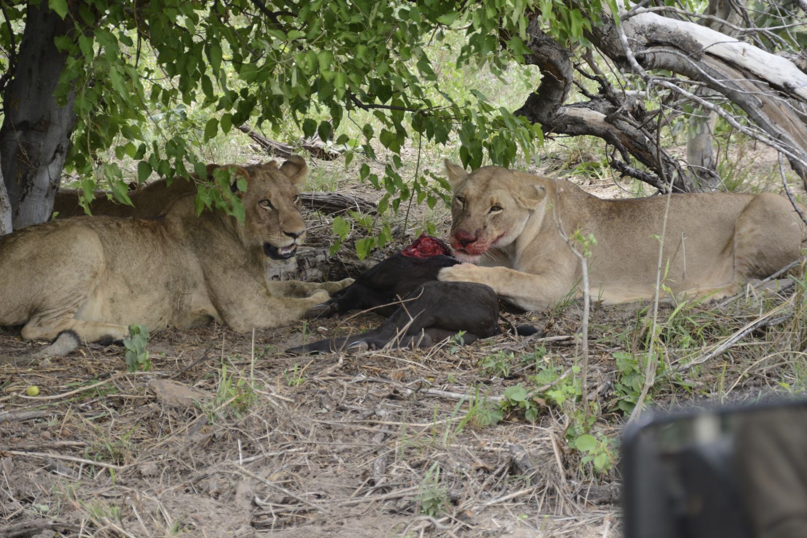 Zwei Löwendamen nach erfolgreicher Jagd
