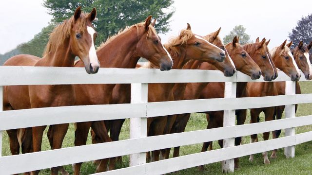 Saddlebreds Rassepferde, Kentucky Horse Country