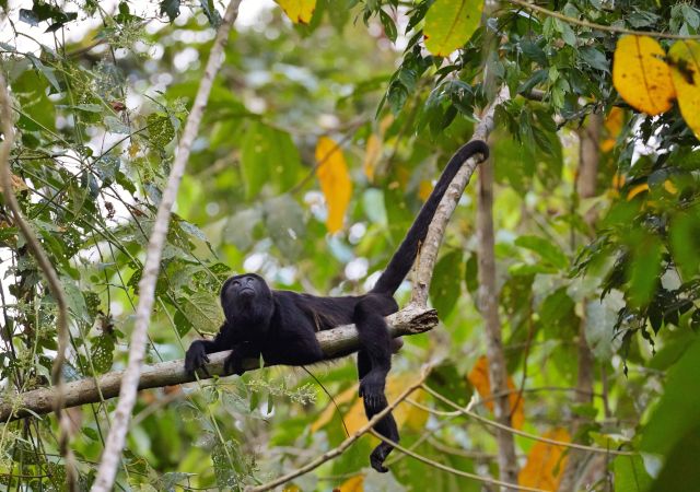 Affe im Regenwald