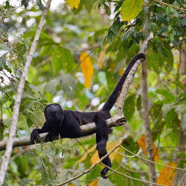 Affe im Regenwald