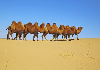 Kamele in der Gobi