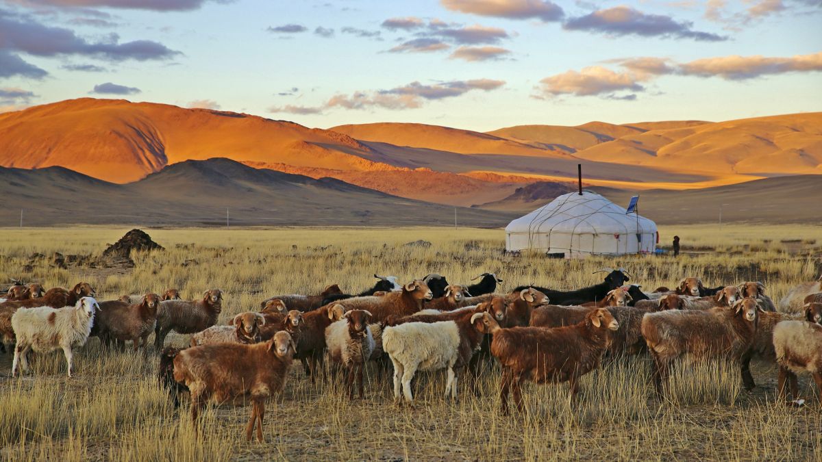 Mongolei: Steppe mit Vieh und Jurte