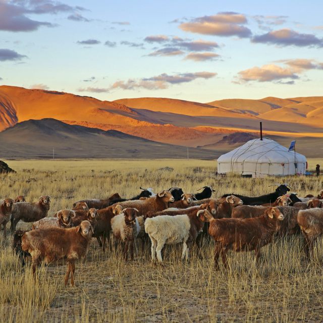 Mongolische Steppe mit Vieh und Jurte