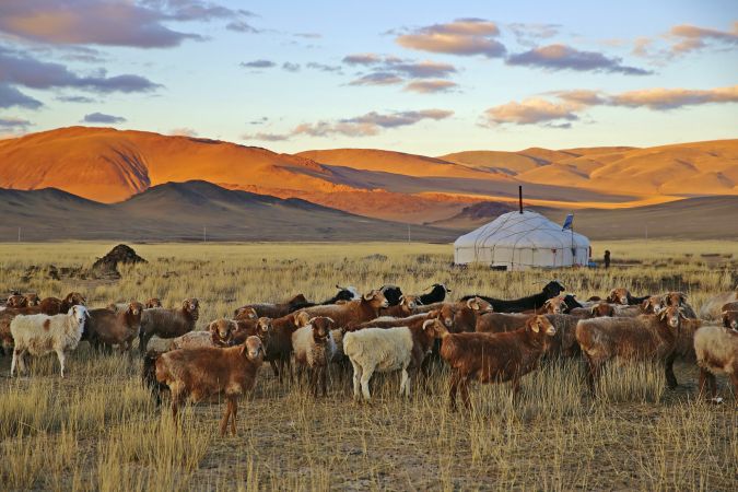 Steppe mit Vieh und Jurte © Diamir