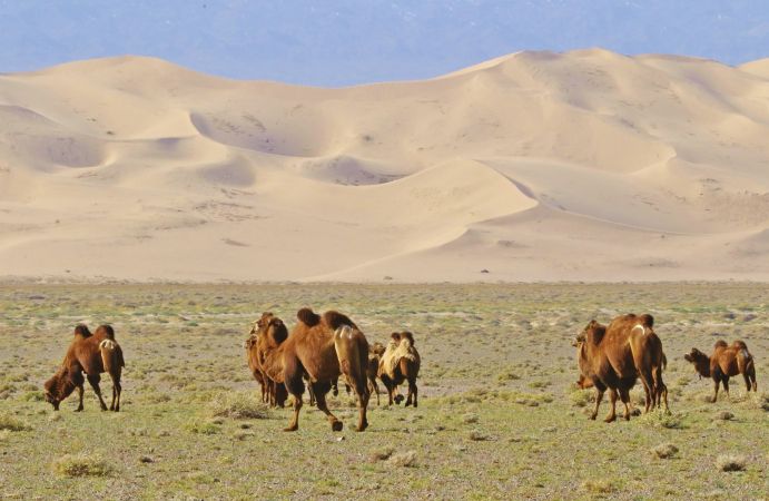 Kamel vor Sanddüne © Diamir