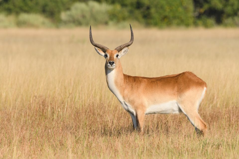 Ans Leben im Delta perfekt angepasst: Lechwe-Antilope