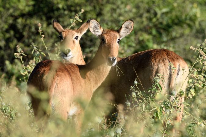 Das geht ja gut los – auf die Puku-Antilopen, die man in Botswana nur am Chobe-Fluss beobachten kann und die auf der Roten Liste der gefährdeten Arten stehen, stoßen wir bereits bei der ersten Pirschfahrt. © Diamir