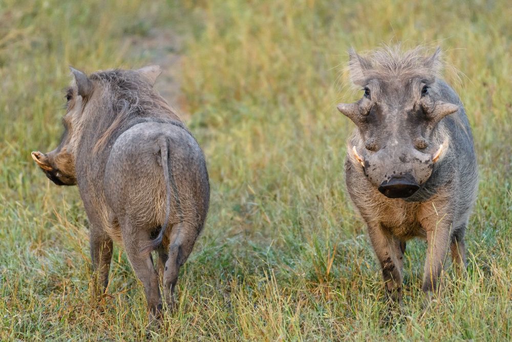 Warzenschweine sind Charaktertiere, und zwar sowohl in der Vorder- als auch in der Rückansicht.