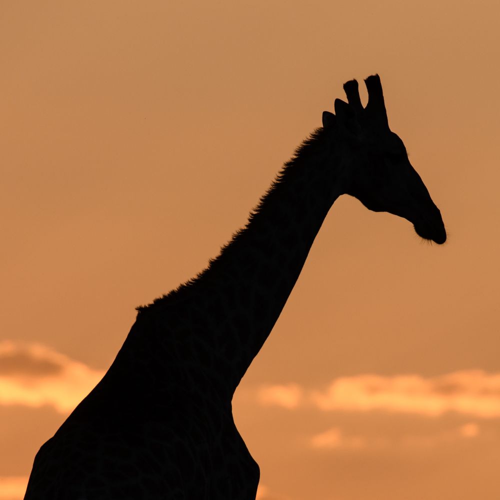 Giraffensilhouette gegen den Abendhimmel