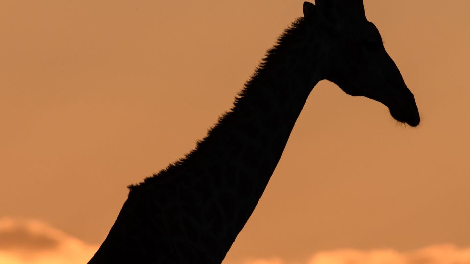 Giraffensilhouette gegen den Abendhimmel