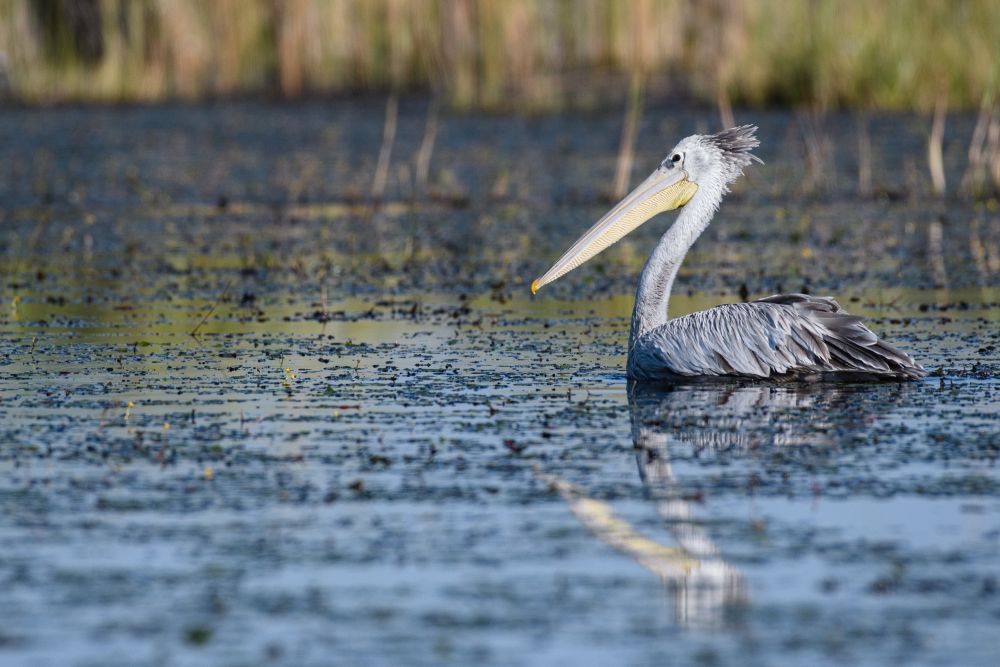 Die Frisur sitzt: Pelikan im Okavango-Delta